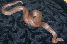 marius-smaller.jpg