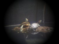 turtlelense.jpg