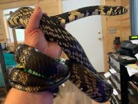 Samson #1.jpg