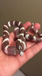 18-HCK-GK-M Hypo California Kingsnake 1.jpg