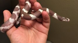 18-HCK-GK-M Hypo California Kingsnake 3.jpg