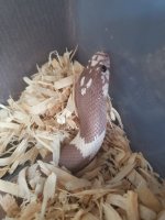 18-HCK-GK-M Hypo California Kingsnake 4.jpg