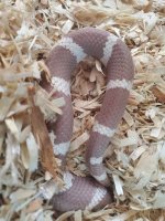 18-HCK-GK-M Hypo California Kingsnake 5.jpg