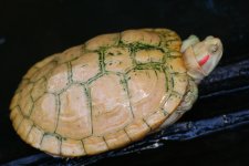 aresfrose.jpg