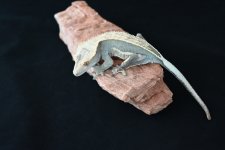 DSC_1245.jpg