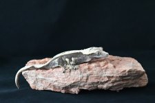 DSC_1305.jpg