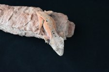 DSC_1347.jpg