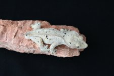 DSC_1311.jpg