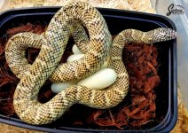 Lampropeltis_getula_floridana_HighRed_female_eggs_4-12-20_A1_logo_web.JPG