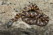 Lampropeltis_getula_floridana_Sulfur_HetLavender_male_S8-NMSL2-43_9-23-21_A1_logo_web.JPG