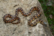 Lampropeltis_getula_floridana_Sulfur_HetLavender_male_SL1-NMSL2-43_9-23-21_A1_logo_web.JPG