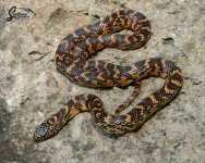 Lampropeltis_getula_floridana_Sulfur_HetLavender_female_S6-NMSL2-43_9-23-21_A1_logo_web.JPG