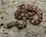 Lampropeltis_getula_floridana_Sulfur_HetLavender_female_S7-NMSL2-43_9-23-21_A1_logo_web.JPG