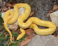 Lampropeltis_getula_floridana_Sulfur_Lavender_male_A1_logo_web.JPG