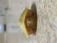 IMG_7823.jpg