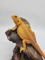 dragon1.jpg