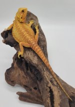 dragon2.jpg