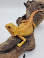 dragon.jpg