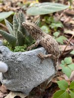 leachie22.jpg