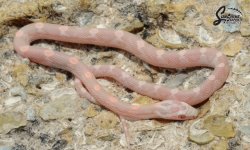 Elaphe_guttata_guttata_Salmon_Coral_Motley_SCM4_female_6-7-21_A1_logo_web.jpg