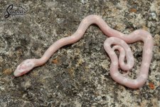 Elaphe_guttata_guttata_Salmon_Coral_Motley_SCM5_female_6-7-21_A1_logo_web.jpg