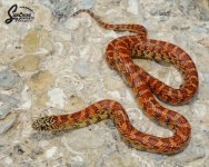 Lampropeltis_getula_floridana_Pumpkin_PosHetAnery_male_PH1-H212-H1_7-13-21_A1_logo_web.JPG