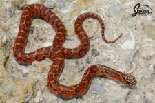 Lampropeltis_getula_floridana_Pumpkin_PosHetAnery_female_PH5-H212-H1_7-13-21_A1_logo_web.JPG
