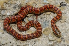 Lampropeltis_getula_floridana_Pumpkin_PosHetAnery_female_PH4-H212-H1_7-13-21_A1_logo_web.JPG