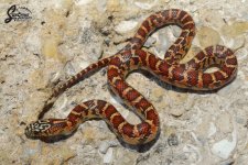 Lampropeltis_getula_floridana_Pumpkin_PosHetAnery_female_PH8-H212-H1_7-13-21_A1_logo_web.JPG