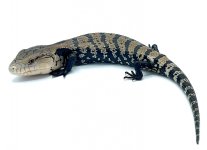 baby blue tongue skink.jpg