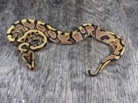 hgw yb dh ghost pied male 1.jpg