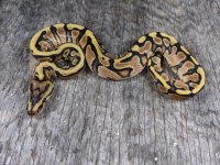 hgw yb dh ghost pied male 2.jpg