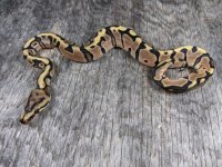 hgw dh ghost pied male 1.jpg