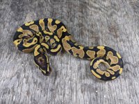 yellowbelly dh ghost pied male 1.jpg