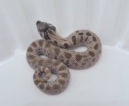 Female Arctic Anaconda 1.jpg