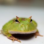 Green Cornuta 2.jpg