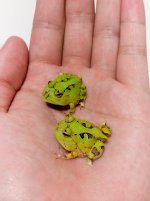 Green Cornuta.jpg
