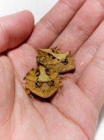 Brown Cor - 5.jpg