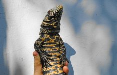 fb adlt female red base tail a.jpg