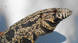 fb adlt female red base tail ab.jpg