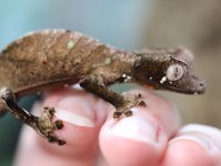 satanicleaftailmale6.27.4.jpg