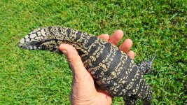 fb adlt female red base tail ac.jpg