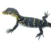 water monitor baby 3.jpg