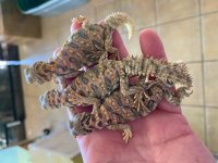 ornate uromastyx .jpg
