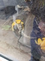 terrib gecko.jpg
