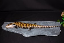 IMG_9902.jpg