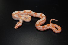 DSC_0367.jpg