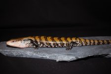 IMG_9890.jpg