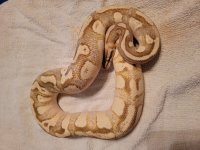 ball pythonsmall.jpg