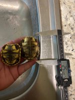 Ground Hatch yellow plastron.jpg